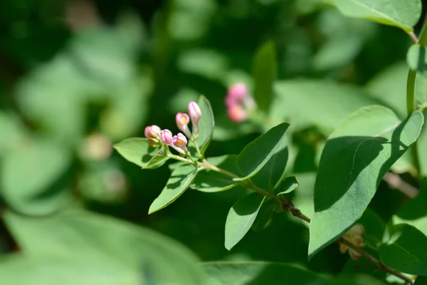 열매를 젖먹이 라틴어 Lonicera Nigra — 스톡 사진