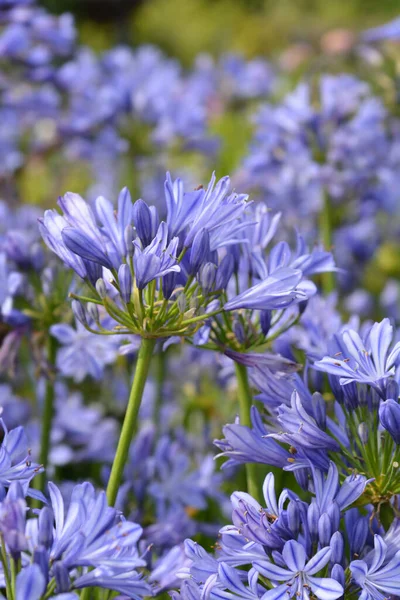 Modrá Africká Lily Květina Latinský Název Agapanthus Africanus — Stock fotografie
