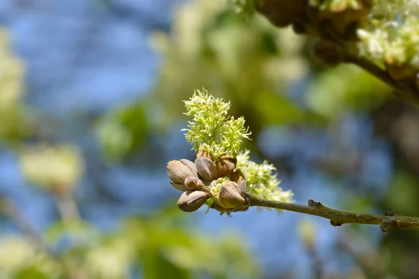 Cinzas Floridas Nome Latino Fraxinus Ornus — Fotografia de Stock