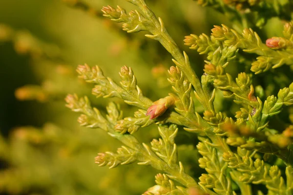 Dwarf Golden Oriental Thuja Latin Name Platycladus Orientalis Aurea Nana — Stock Photo, Image