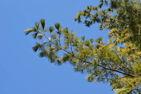 Східна Біла Соснова Назва Pinus Strobus — стокове фото