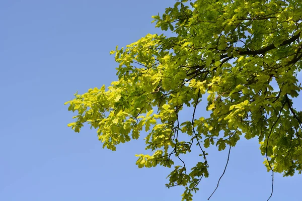 Common oak branch - Latin name - Quercus robur — Stock Image Common Oak Branch Latin Name Quercus Robur Stock Photo