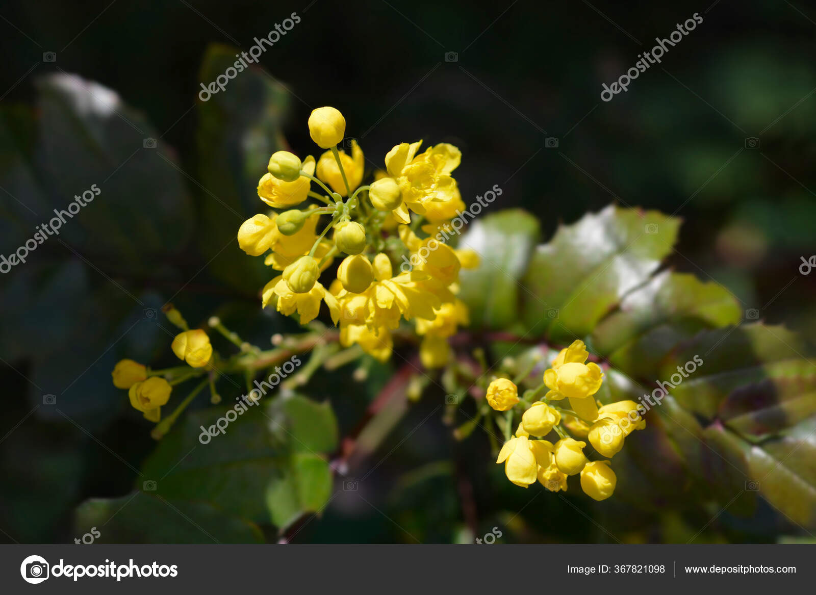 俄勒冈州葡萄花拉丁文名称柏柏里叶mahonia Aquifolium 图库照片 C Nahhan 俄勒冈州葡萄花拉丁文名称柏柏里叶mahonia Aquifolium 图库照片 C Nahhan