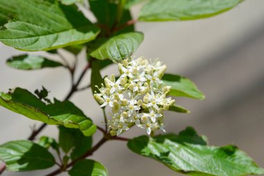 Sibirya Dogwood 'u - Latince adı - Cornus alba Sibirica