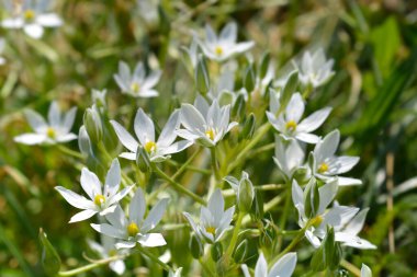 Beytüllahim 'in Bahçe Yıldızı - Latince adı Ornithogalum umbellatum