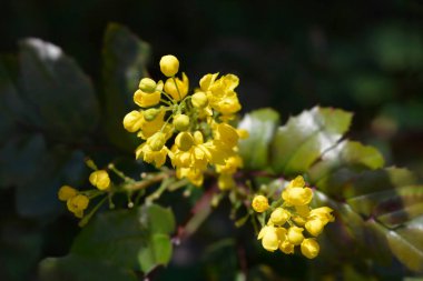 Oregon üzüm çiçekleri - Latince adı - Berberis aquifolium (Mahonia aquifolium)