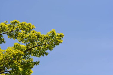 Japon akçaağacı - Latince adı - Acer palmatum