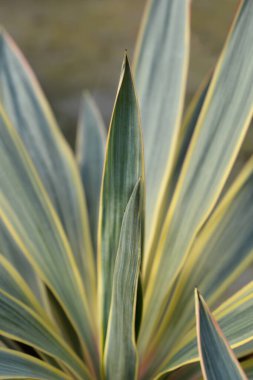 Çeşitli İspanyol hançer yaprakları - Latince adı - Yucca gloriosa Variegata