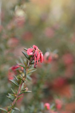 Rosemary Grevillea çiçekleri - Latince adı - Grevillea Rosmarinifolia