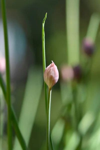 키브스 꽃봉오리 라틴어 Allium Scholenoprasum — 스톡 사진