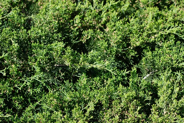 Plíživý Jalovec Latinské Jméno Juniperus Horizontalis — Stock fotografie