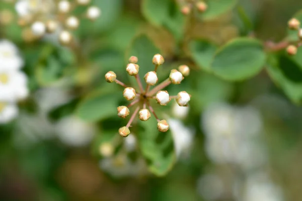 Van Houttes Spiraea Flower Buds Латинское Название Spiraea Vanhouttei — стоковое фото