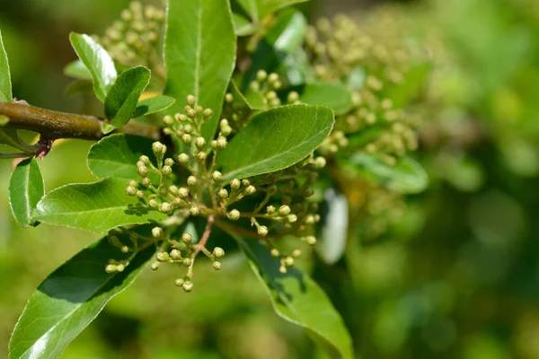 Pyrale Écarlate Nom Latin Pyracantha Coccinea — Photo