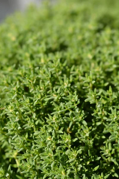 Thyme Compact Yaprakları Latince Adı Thymus Vulgaris Compactus — Stok fotoğraf