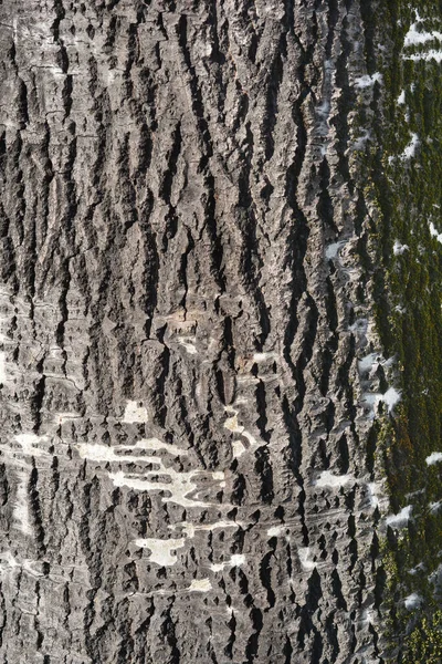 Detail Aus Weißer Pappelrinde Lateinischer Name Populus Alba — Stockfoto