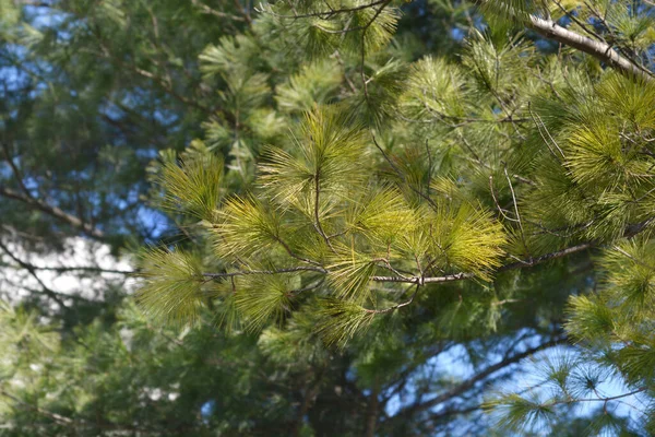 Ανατολική Λευκή Πεύκη Λατινική Ονομασία Pinus Strobus — Φωτογραφία Αρχείου