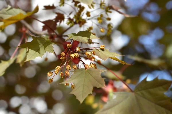 Noorse Esdoorn Crimson King Latijnse Naam Acer Platanoides Crimson King — Stockfoto