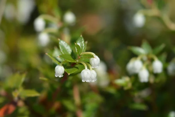American Wintergreen Flowers Latin Name Gaultheria Procumbens — Stock Photo, Image