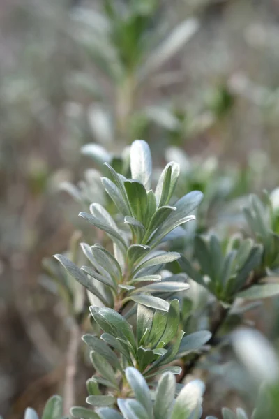 Folhas Algas Arbustivas Nome Latino Convolvulus Cneorum — Fotografia de Stock