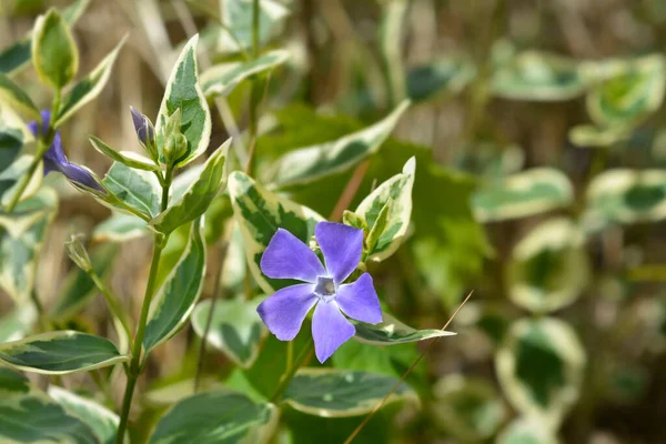 Lesser Periwinkle Variegata Latin Name Vinca Minor Variegata — Stock Photo, Image