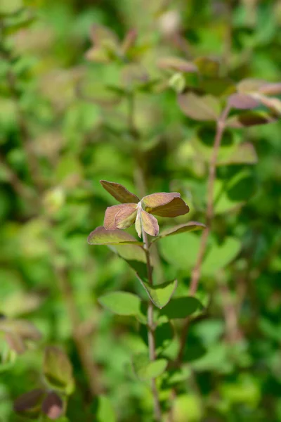 Coralberry Branch Nome Latino Symphoricarpos Orbiculatus — Fotografia de Stock