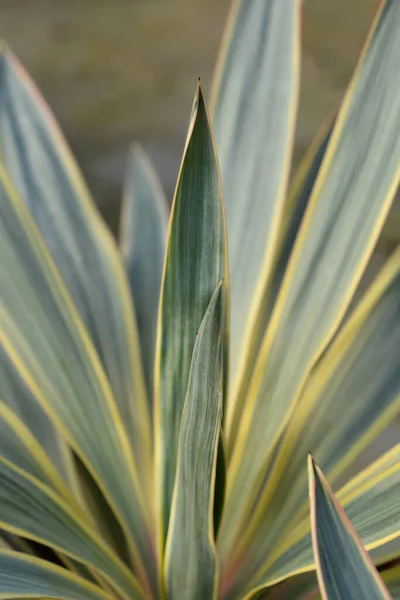 Foglie Pugnale Spagnolo Variegato Nome Latino Yucca Gloriosa Variegata — Foto Stock