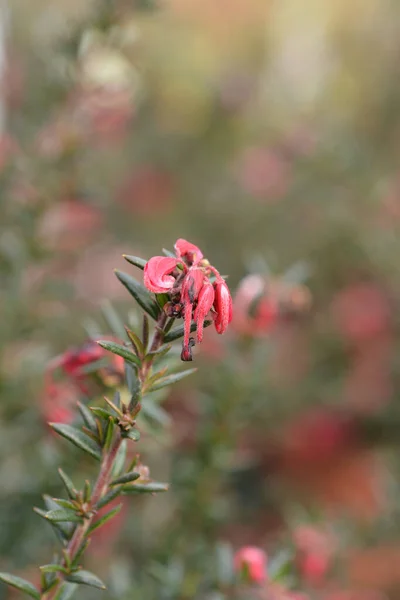 Rosemary Grevillea Blommor Latinskt Namn Grevillea Rosmarinifolia — Stockfoto