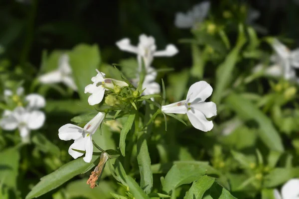 Ogród Lobelia Białe Kwiaty Łacińska Nazwa Lobelia Erinus — Zdjęcie stockowe