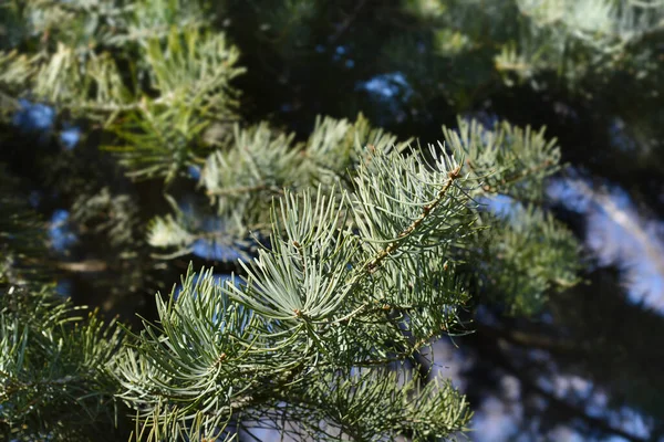 Colorado White Fir Branch Латинское Название Abies Concolor — стоковое фото