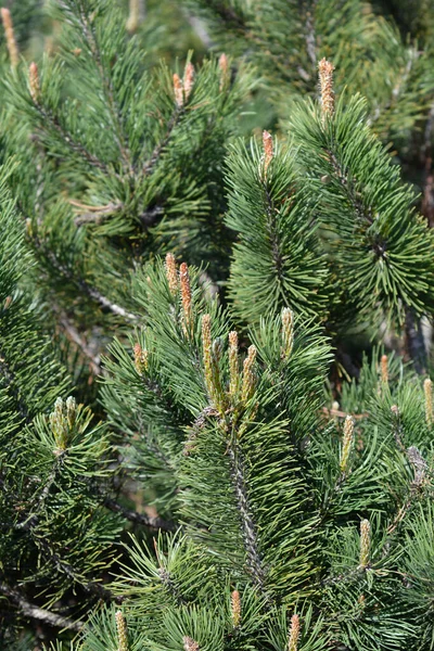 Karłowata Sosna Górska Mughus Łacińska Nazwa Pinus Mugo Mughus — Zdjęcie stockowe