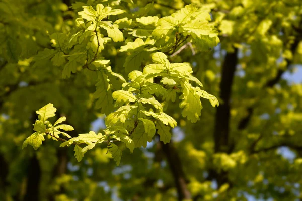 Common oak leaves - Latin name - Quercus robur — Stock Image Common Oak Leaves Latin Name Quercus Robur Royalty Free Stock Photos