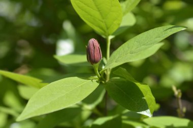 Carolina yenibahar çiçek - Latince Adı - Calycanthus floridus