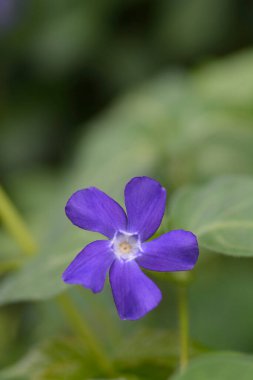 Küçük Periwinkle - Latince adı - Vinca minor