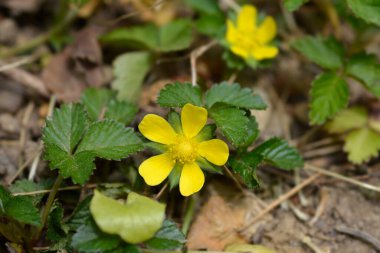 Hint çilek çiçeği - Latince adı - Duchesnea indica (Potentilla indica)