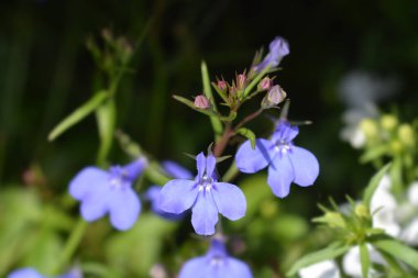 Lobelia çiçekleri - Latince adı - Lobelia erinus