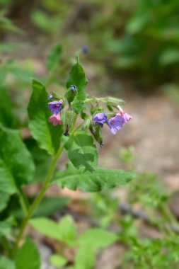 Akciğer otu - Latince adı - Pulmonaria officinalis