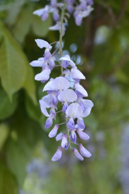Çin salkımı - Latince adı - Wisteria sinensis