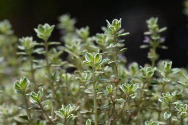 Lemon Thyme Lady D - Latince adı - Thymus x citriodorus Lady D