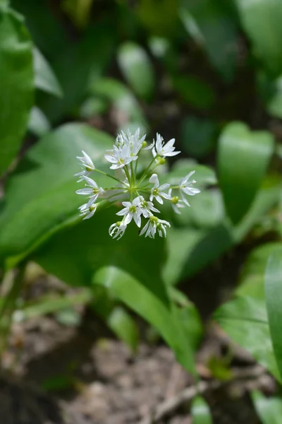 Wild Garlic Flower Latin Name Allium Ursinum — Stock Photo, Image