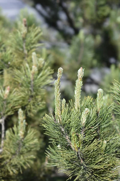 Dwergdennenboom Mughus Latijnse Naam Pinus Mugo Mughus — Stockfoto