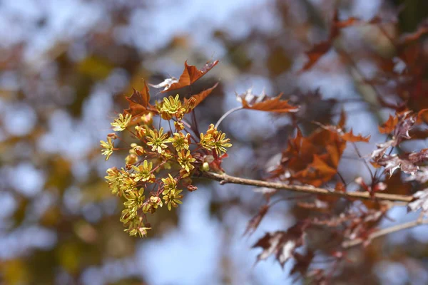 Norwegia Klon Crimson King Łacińska Nazwa Acer Platanoides Crimson King — Zdjęcie stockowe