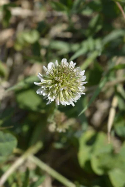 Белый Клевер Латинское Название Trifolium Repens — стоковое фото