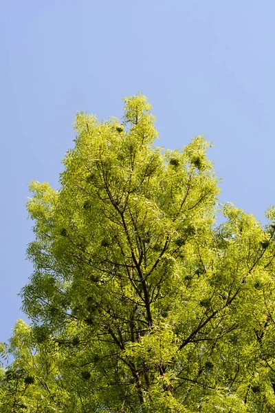 Árvore Folhas Estreitas Nome Latino Fraxinus Angustifolia — Fotografia de Stock