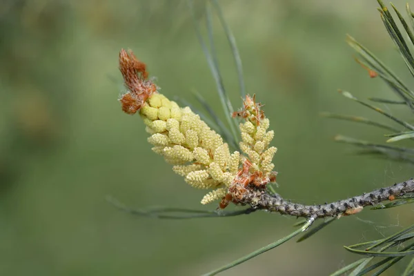 Eastern White Pine Latin Name Pinus Strobus — Stock Photo, Image