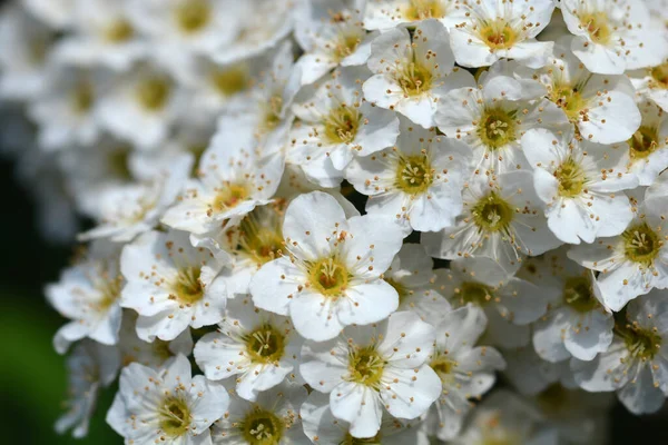 Майские Белые Цветы Буша Латинское Название Spiraea Cantoniensis — стоковое фото