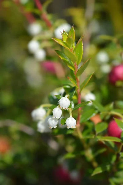 Amerikaanse Wintergroene Bloemen Latijnse Naam Gaultheria Procumbens — Stockfoto