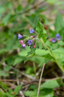 Akciğer otu - Latince adı - Pulmonaria officinalis