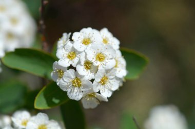 Van Houttes spiraea - Latince adı - Spiraea x vanhouttei