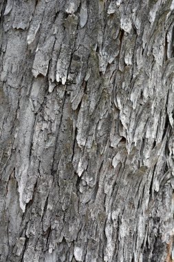 Klasik at kestanesi kabuğu detayı - Latince adı - Aesculus hipocastanum