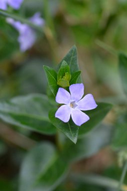 Küçük Periwinkle - Latince adı - Vinca minor